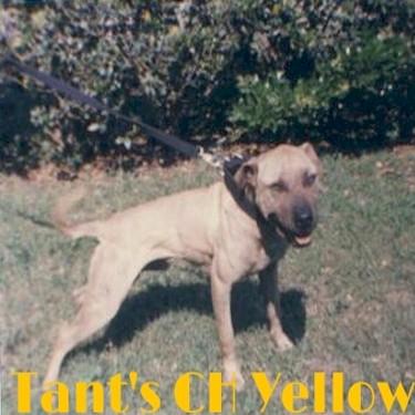 Tants Yellow Pit Bull.jpg